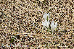 Frühlings-Krokus (Crocus albiflorus) (26.05.2023, C253300)
