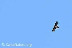 Bartgeier (Gypaetus barbatus) (C253308)