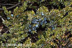 C253335: Alpen-Wacholder (Juniperus communis ssp. saxatilis)