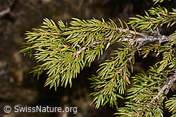 C253336: Alpen-Wacholder (Juniperus communis ssp. saxatilis)