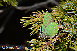 Brombeer-Zipfelfalter (Callophrys rubi) auf Alpen-Wacholder (Juniperus communis ssp. saxatilis) (C253337)