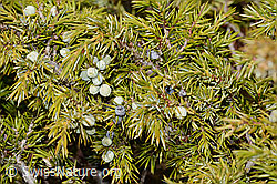 C253375: Alpen-Wacholder (Juniperus communis ssp. saxatilis)