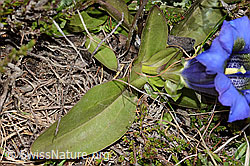 Gentiana acualis (C253387)