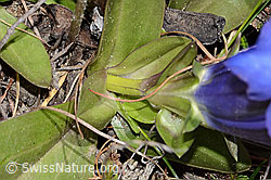 Gentiana acualis (C253388)