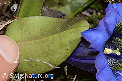 Gentiana acualis (C253389)