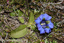 Gentiana acualis (C253391)