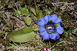 Gentiana acualis (C253393)