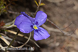 C253394: Langsporniges Stiefmütterchen (Viola calcarata)