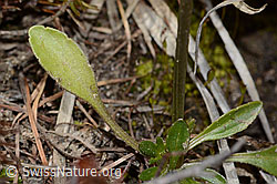 C253397: Langsporniges Stiefmütterchen (Viola calcarata)