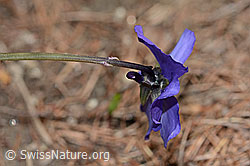C253400: Langsporniges Stiefmütterchen (Viola calcarata)