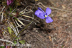 C253403: Langsporniges Stiefmütterchen (Viola calcarata)