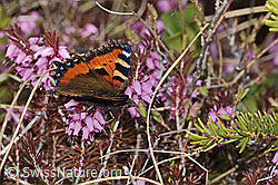 Aglais urticae on Erica carnea (C253420)