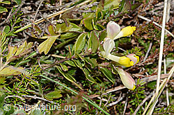 C253423: Buchsblättrige Kreuzblume (Polygala Chamaebuxus)