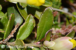 C253428: Buchsblättrige Kreuzblume (Polygala Chamaebuxus)