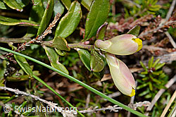 C253429: Buchsblättrige Kreuzblume (Polygala Chamaebuxus)