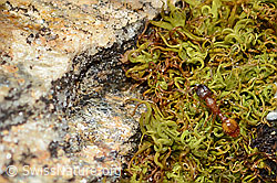 Temnothorax albipennis (Knotenameise) (C253444) Temnothorax albipennis (Knotenameise) (C253444)