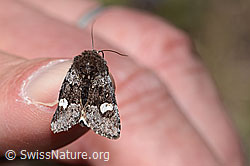 Moor-Bunteule (Coranarta Cordigera) (C253487)