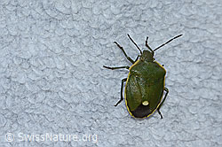 Chlorochroa juniperina (C253493)