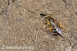 Rotbeinige Furchenbiene (Halictus rubicundus (26.05.2023, C253497)