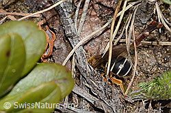 Halictus rubicundus (C253502)