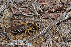 Halictus rubicundus (C253505)