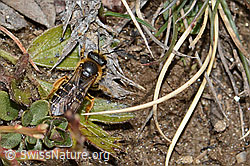 Rotbeinige Furchenbiene (Halictus rubicundus) (26.05.2023, C253510)