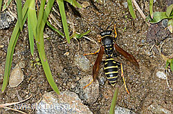 Berg-Feldwespe (Polistes biglumis) (26.05.2023, C253523)