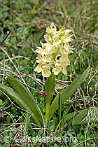 Holunder-Knabenkraut (Dactylorhiza sambucina) (C253547) Holunder-Knabenkraut (Dactylorhiza sambucina) (C253547)