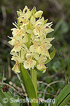 Holunder-Knabenkraut (Dactylorhiza sambucina) (C253549) Holunder-Knabenkraut (Dactylorhiza sambucina) (C253549)