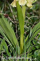 Holunder-Knabenkraut (Dactylorhiza sambucina) (C253551) Holunder-Knabenkraut (Dactylorhiza sambucina) (C253551)