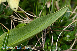 Holunder-Knabenkraut (Dactylorhiza sambucina) (C253552) Holunder-Knabenkraut (Dactylorhiza sambucina) (C253552)