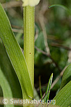 Holunder-Knabenkraut (Dactylorhiza sambucina) (C253553) Holunder-Knabenkraut (Dactylorhiza sambucina) (C253553)