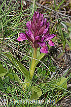 Holunder-Knabenkraut (Dactylorhiza sambucina) (C253556) Holunder-Knabenkraut (Dactylorhiza sambucina) (C253556)