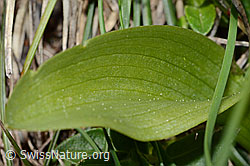 Holunder-Knabenkraut (Dactylorhiza sambucina) (C253559) Holunder-Knabenkraut (Dactylorhiza sambucina) (C253559)