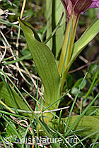 Holunder-Knabenkraut (Dactylorhiza sambucina) (C253560) Holunder-Knabenkraut (Dactylorhiza sambucina) (C253560)