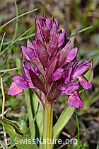 Holunder-Knabenkraut (Dactylorhiza sambucina) (C253561) Holunder-Knabenkraut (Dactylorhiza sambucina) (C253561)