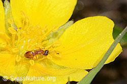 Temnothorax albipennis (Knotenameise) auf Grauflaumigem Fingerkraut (Potentilla pusilla) (C253581)