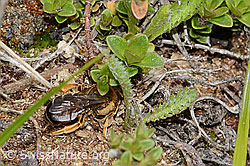 C253601: Rotbeinige Furchenbiene (Halictus rubicundus)