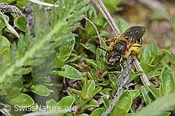C253603: Rotbeinige Furchenbiene (Halictus rubicundus)