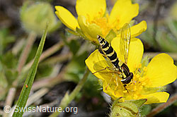 Gewöhnliche Langbauchschwebfliege (Sphaerophoria scripta) auf Blume (C253630) Gewöhnliche Langbauchschwebfliege (Sphaerophoria scripta) auf Blume (C253630)