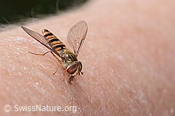 Hainschwebfliege (Episyrphus balteatus) (26.05.2023, C253659)