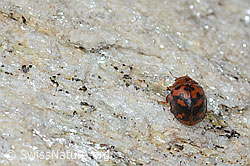 Foto: Vierundzwanzigpunkt-Marienkäfer (Subcoccinella vigintiquatuorpunctata)