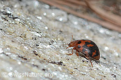 Vierundzwanzigpunkt-Marienkäfer (Subcoccinella vigintiquatuorpunctata) (26.05.2023, C253666)