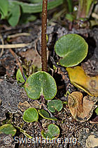 Grosses Alpenglöckchen (Soldanella alpina) (C253678)
