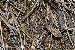 Brachenräuber (Nabis pseudoferus) (26.05.2023, C253680)