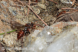 Ähnliche Wespenbiene (Nomada similis) (26.05.2023, C253688)