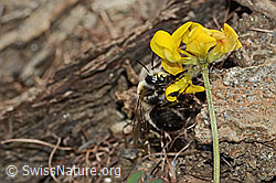 Gebänderte Pelzbiene (Anthophora aestivalis) an Schopfigem Hufeisenklee (Hippocrepis comosa) (C253696)