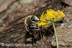 Gebänderte Pelzbiene (Anthophora aestivalis) an Schopfigem Hufeisenklee (Hippocrepis comosa) (C253697)