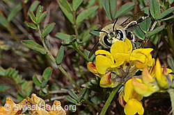 Gebänderte Pelzbiene (Anthophora aestivalis) an Schopfiger Hufeisenklee (Hippocrepis comosa) (C253698)