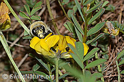 Gebänderte Pelzbiene (Anthophora aestivalis) an Schopfiger Hufeisenklee (Hippocrepis comosa) (C253699)